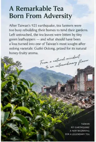 Premium Taiwan High Mountain Guifei Honey Aroma Oolong Tea