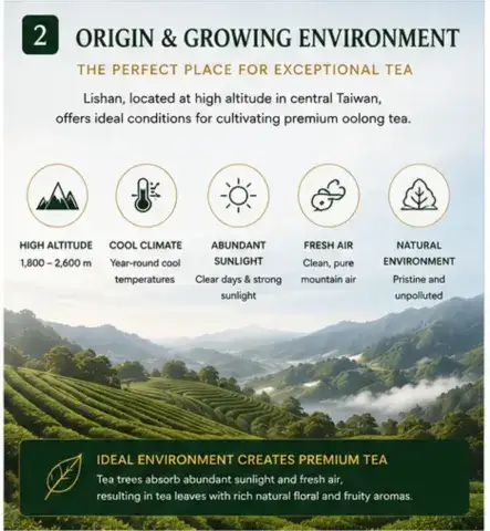 Lishan tea First class Authentic Taiwanese Tea Wholesale tea suppliers for business use