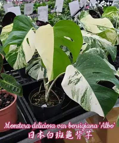 Monstera deliciosa var borsigiana 'Albo'