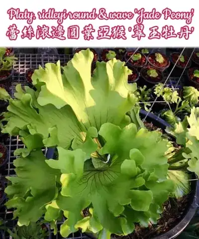 Platy. ridleyi round & wave 'Jade Peony'
