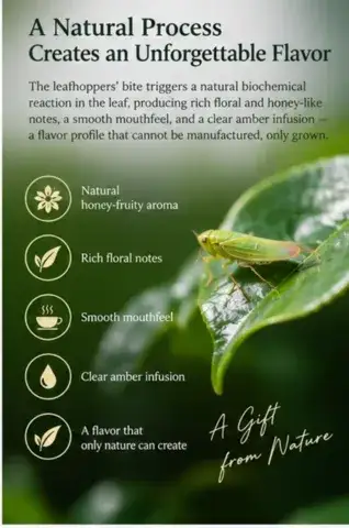 Premium Taiwan High Mountain Guifei Honey Aroma Oolong Tea