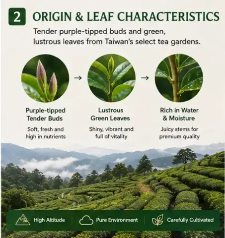 Premium Alishan Green Jade Oolong Tea From Taiwan