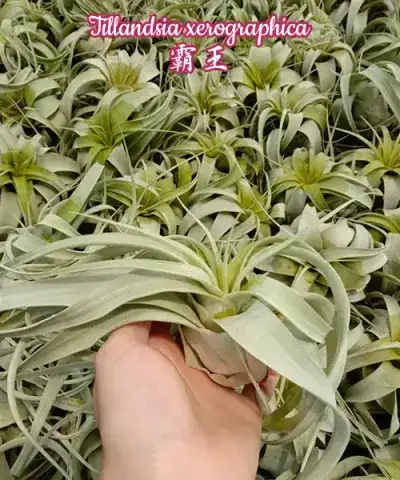 Tillandsia xerographica