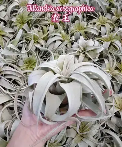 Tillandsia xerographica