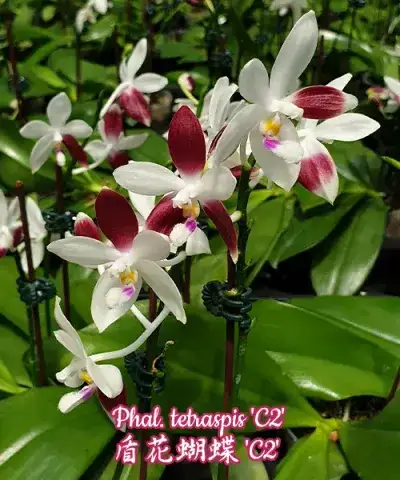 Phal. tetraspis 'C2'