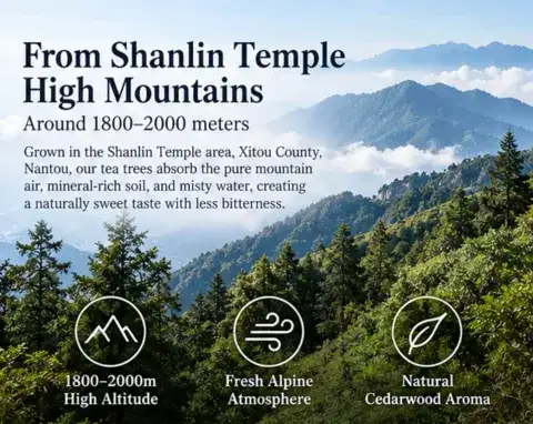 Taiwan Shanlinxi High Mountain Oolong Tea: Forest Aroma, Wholesale & Private Label Ready