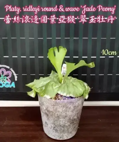 Platy. ridleyi round & wave 'Jade Peony'