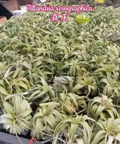 Tillandsia xerographica
