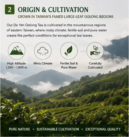 Premium Alishan Da Yen Oolong Tea From Eastern Taiwan