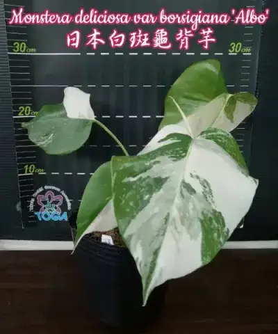 Monstera deliciosa var borsigiana 'Albo'