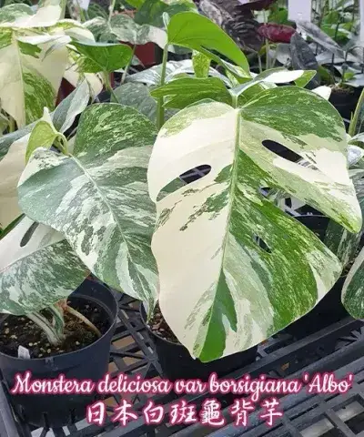 Monstera deliciosa var borsigiana 'Albo'