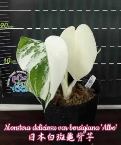 Monstera deliciosa var borsigiana 'Albo'
