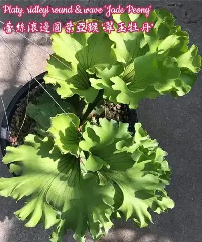 Platy. ridleyi round & wave 'Jade Peony'