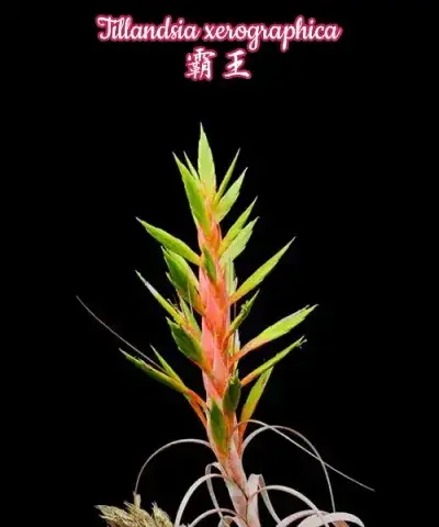 Tillandsia xerographica