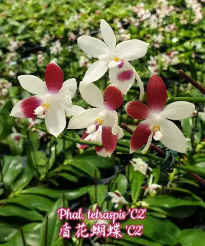 Phal. tetraspis 'C2'