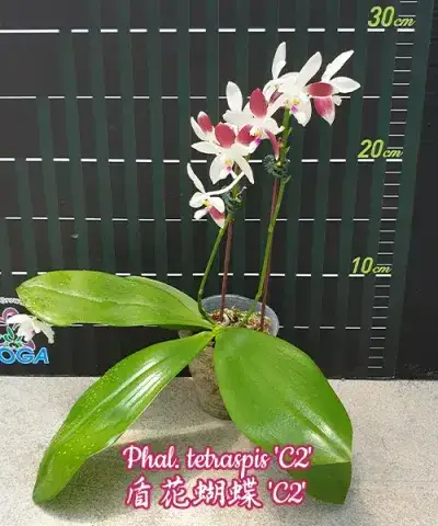Phal. tetraspis 'C2'