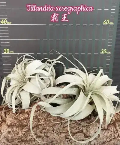 Tillandsia xerographica